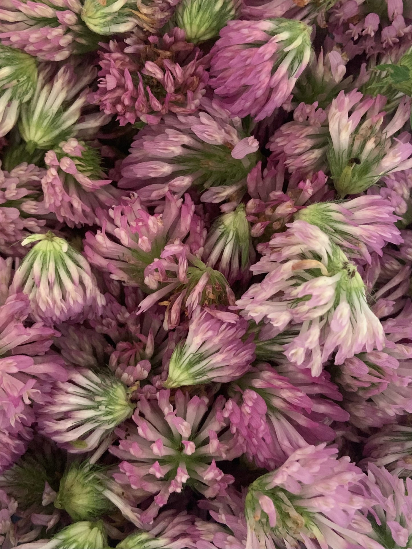 Red Clover Flower Tea