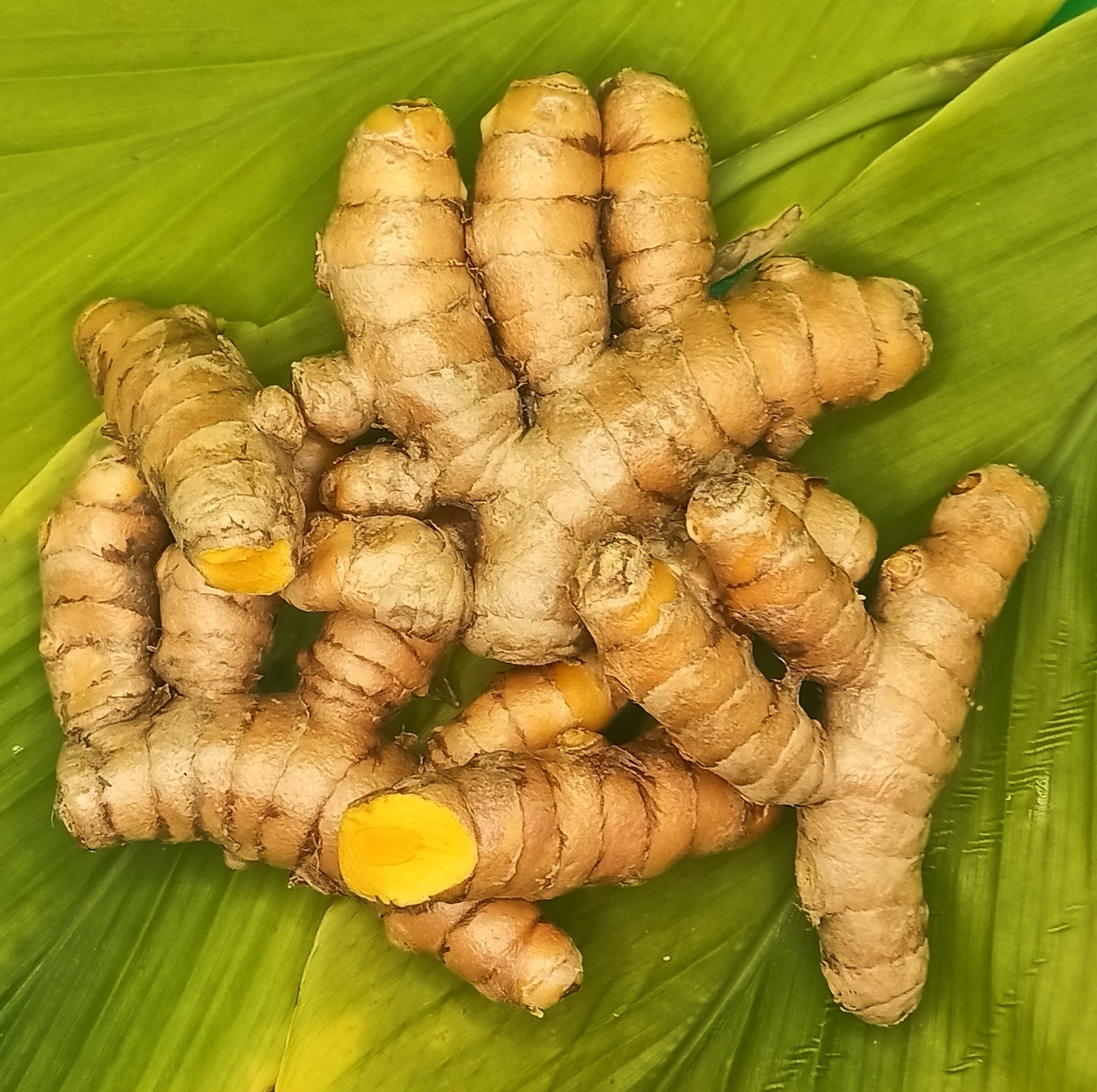 Turmeric Fresh (Haldi)