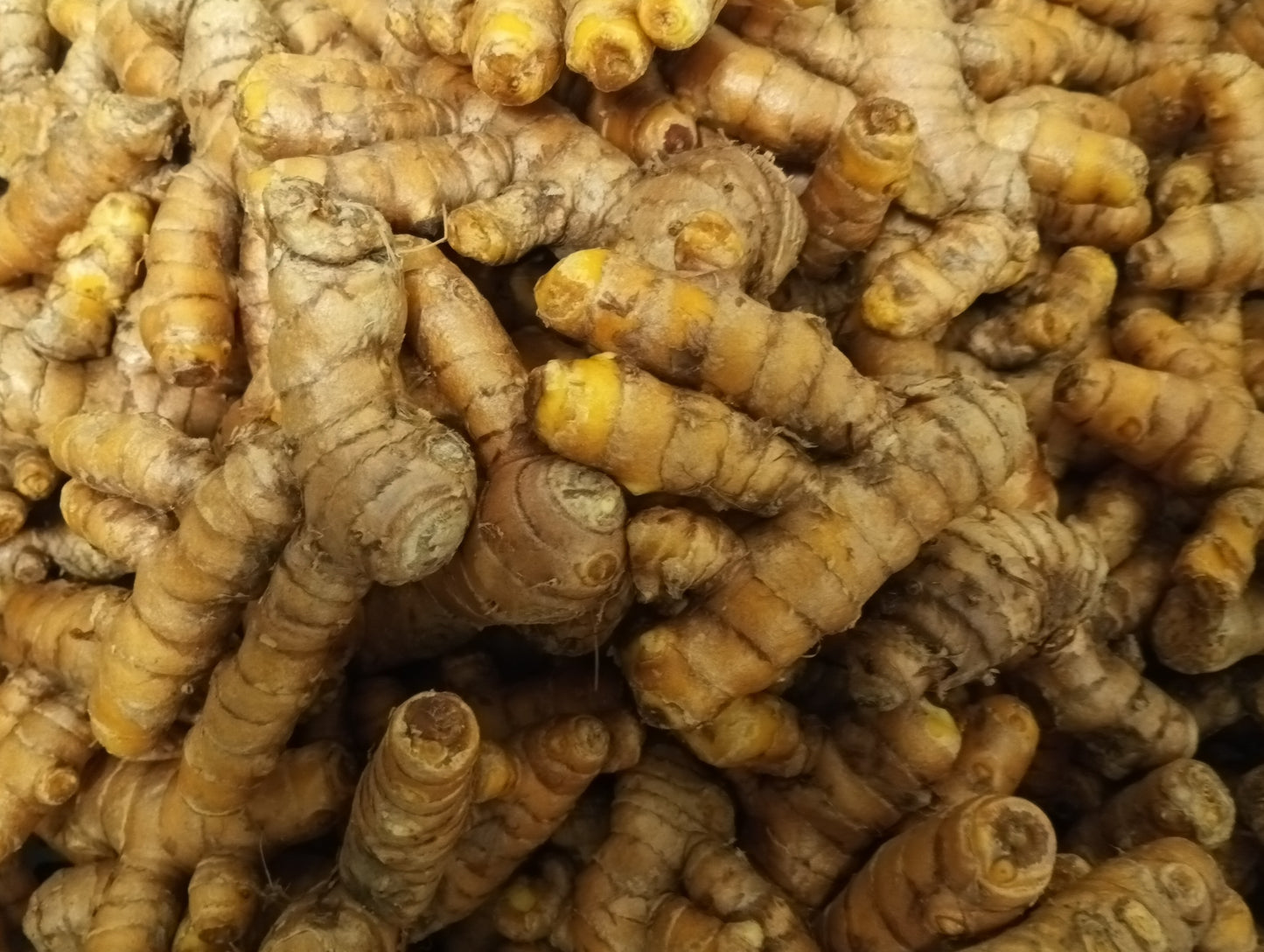 Turmeric Fresh (Haldi)