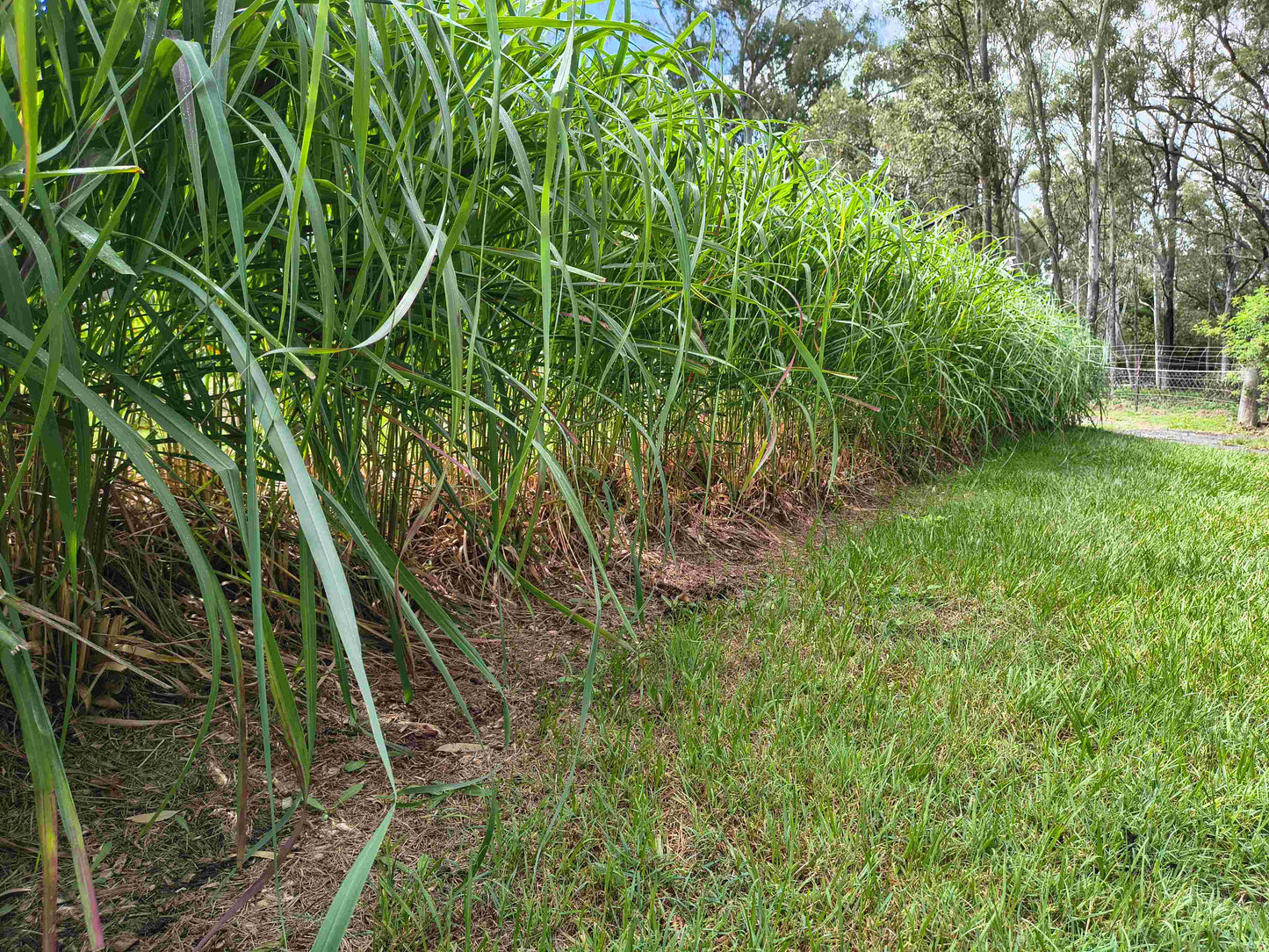 Lemongrass Powder. Organically grown in rural Queensland Australia, Farm direct, 100% dried Lemongrass