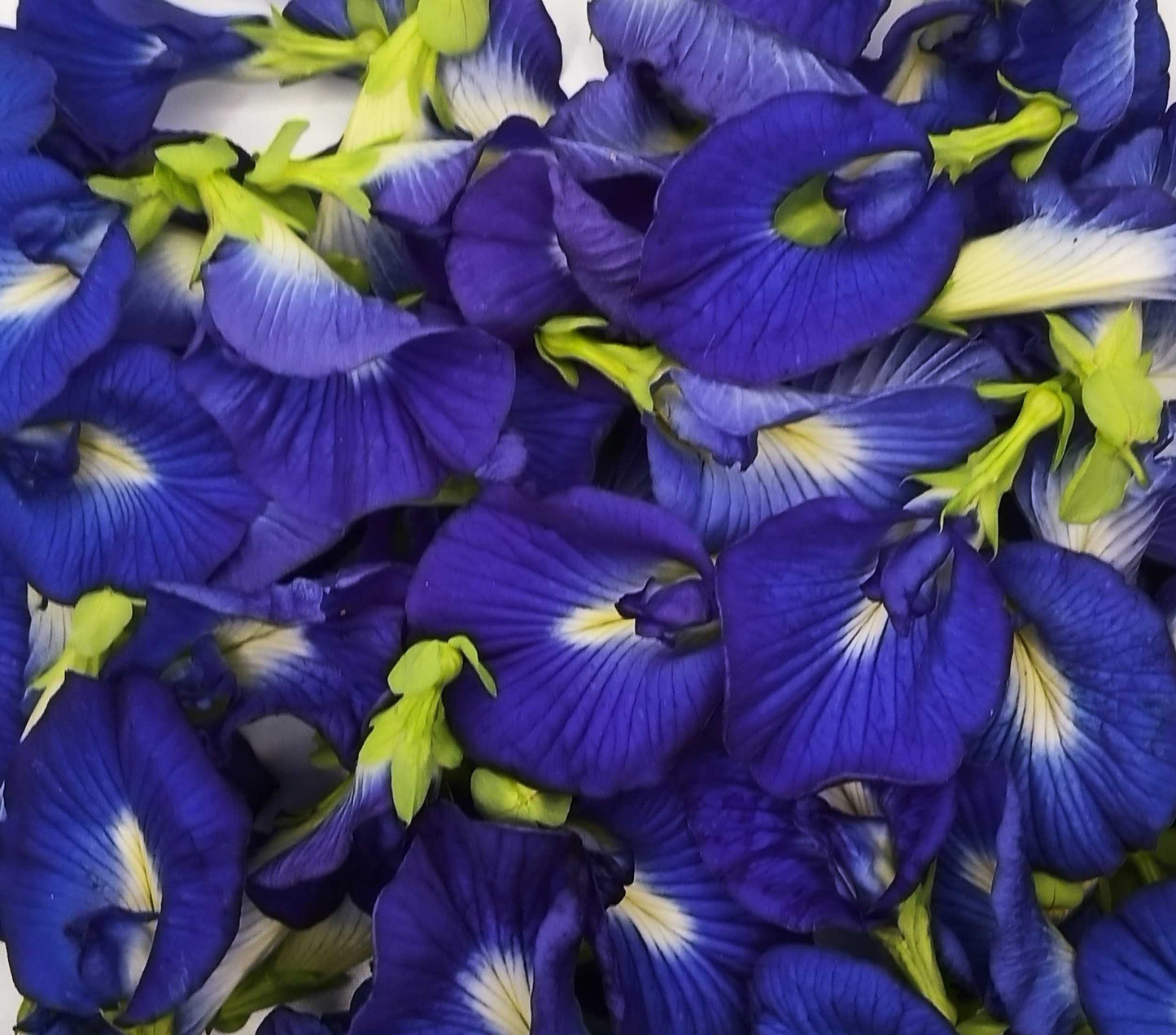 Blue Butterfly Pea tea/dried flowers (Clitoria ternatea) Natural Herbals Blue Tea Wholesale, Organically grown in rural Queensland Australia, Farm direct, 100% dried Blue Butterfly Pea flowers